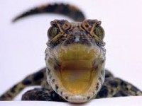 /album/joe-the-alligator/joe-2-jpg/